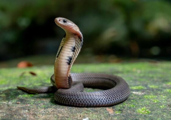 Mơ thấy rắn là điềm gì