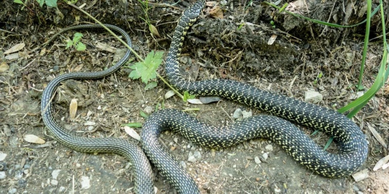 Mơ thấy rắn là điềm gì