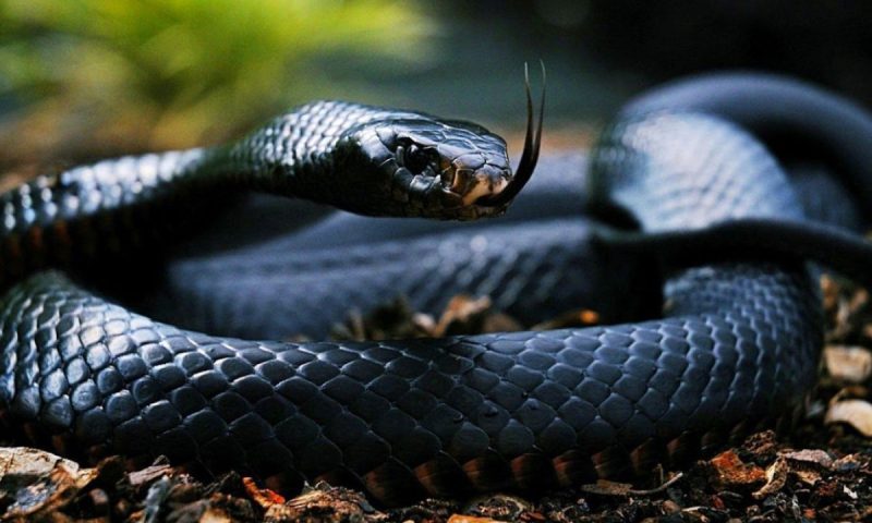 Mơ thấy rắn là điềm gì