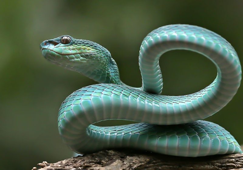 Mơ thấy rắn là điềm gì