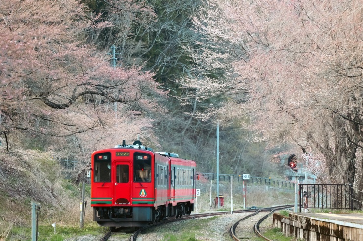 Quốc gia nào nổi tiếng với nền văn hóa samurai và hoa anh đào